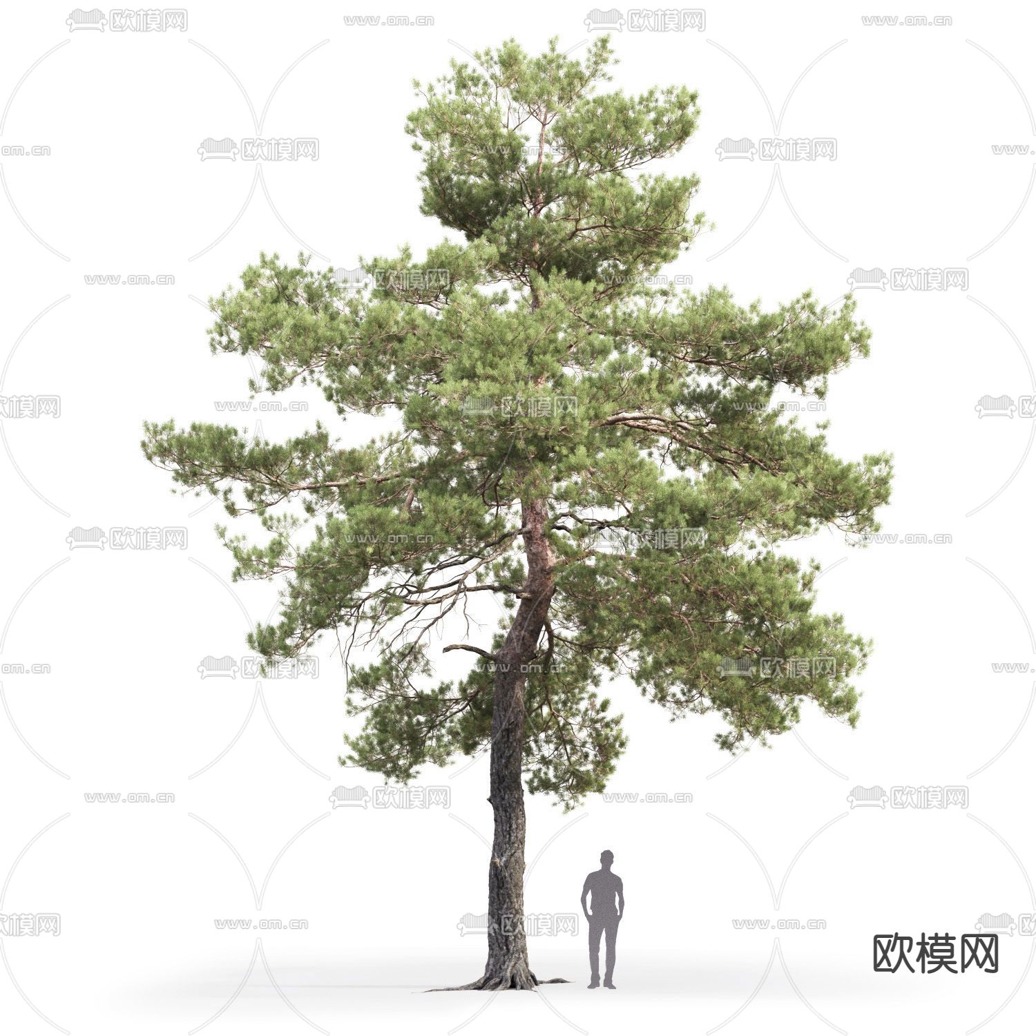松树 景观树 大树3d模型下载（渲染图1）