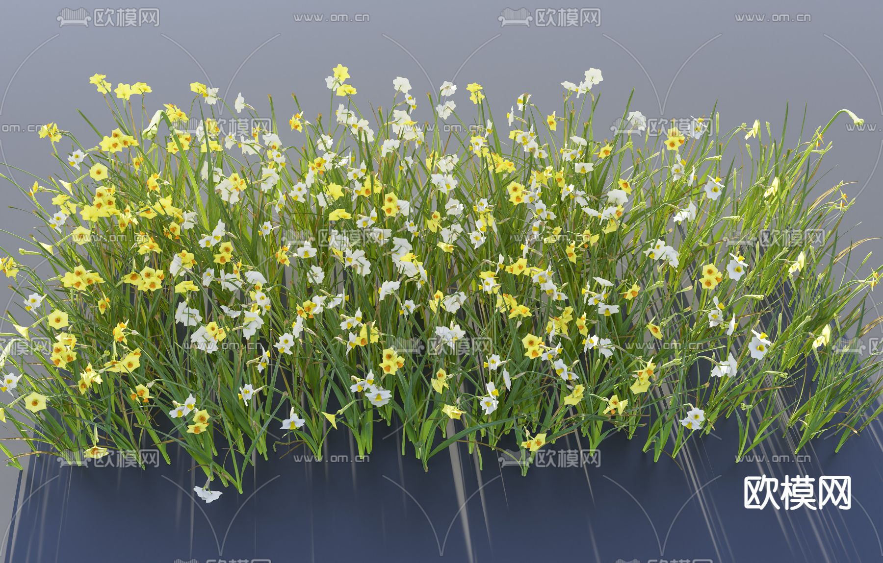 水仙花 花草su模型下载（渲染图2）