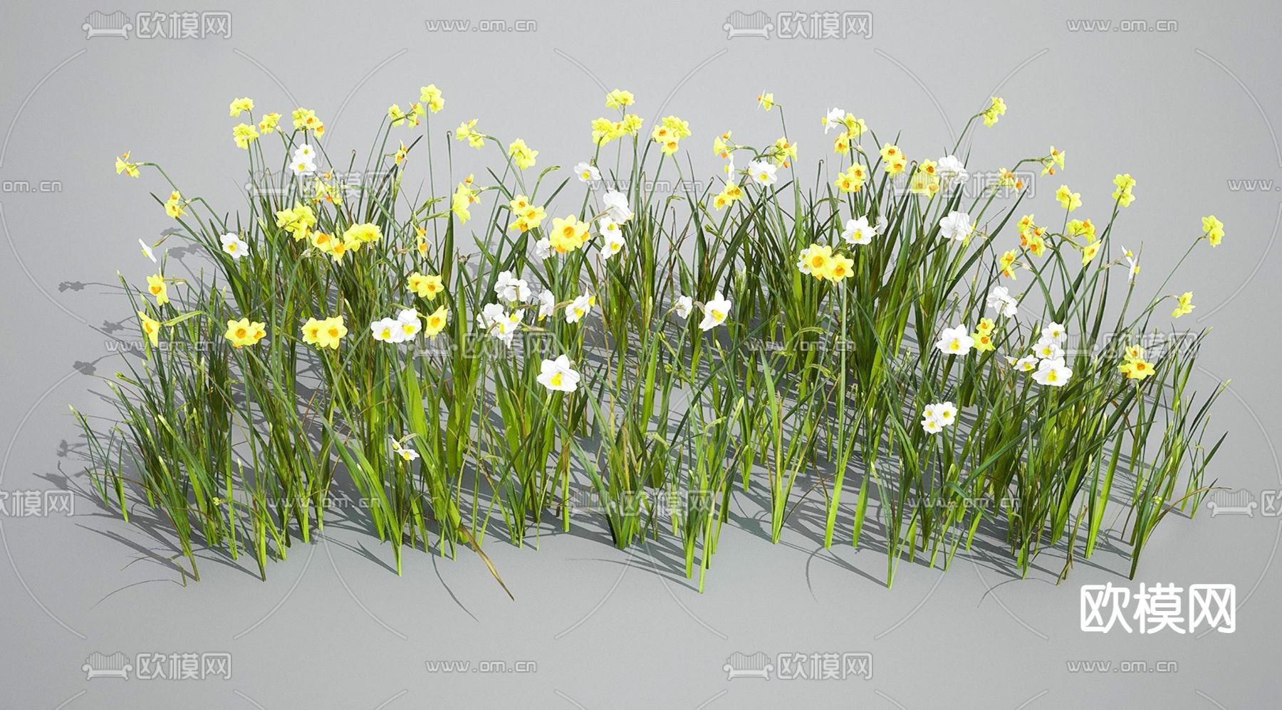 水仙花 花草su模型下载（渲染图1）