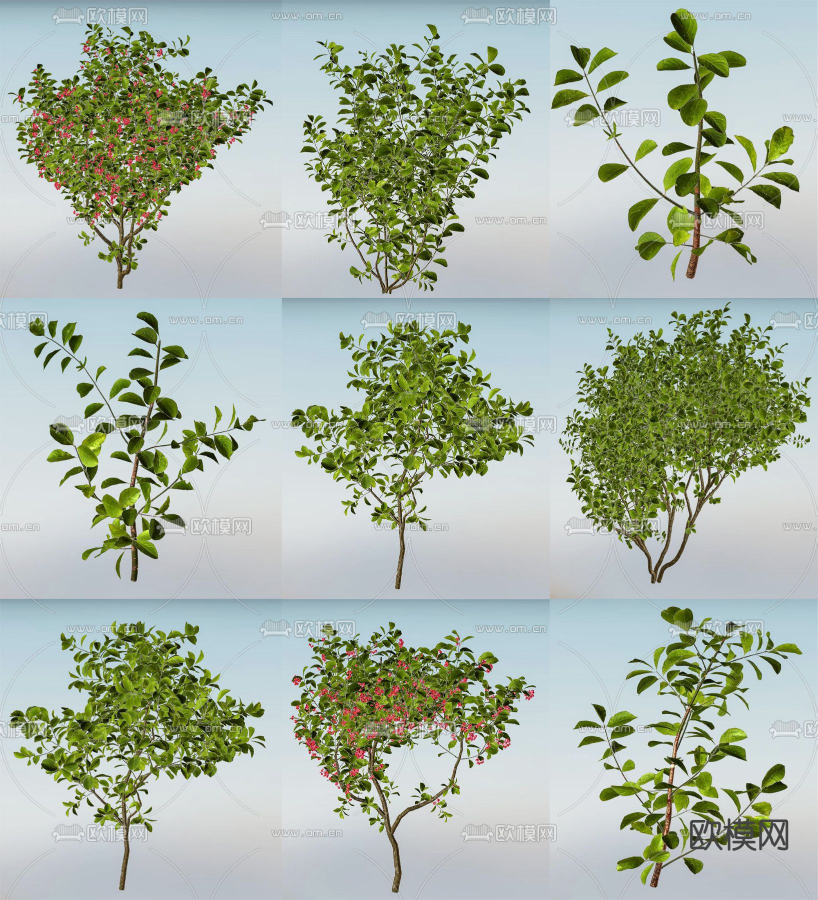卫矛灌木小乔木su模型下载（渲染图1）
