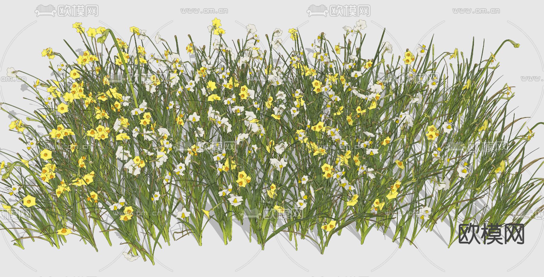 水仙花 花草su模型下载（渲染图3）