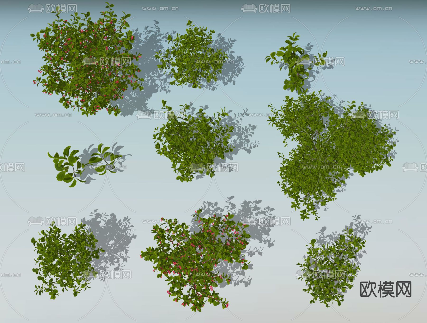卫矛灌木小乔木su模型下载（渲染图2）