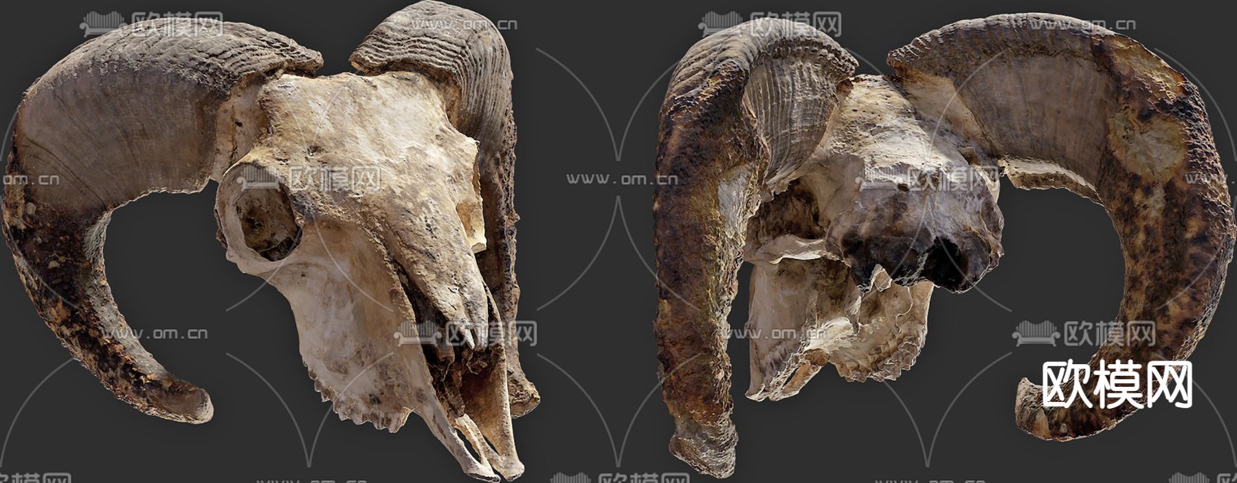 羊头雕塑 兽骨摆件3d模型下载