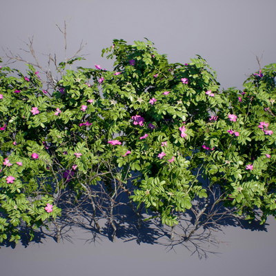  蔷薇花灌木su模型 