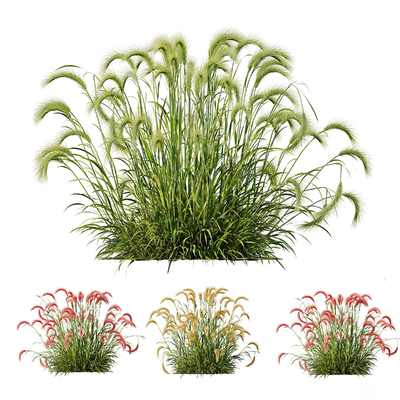  狗尾巴草 芦苇 花草su模型 