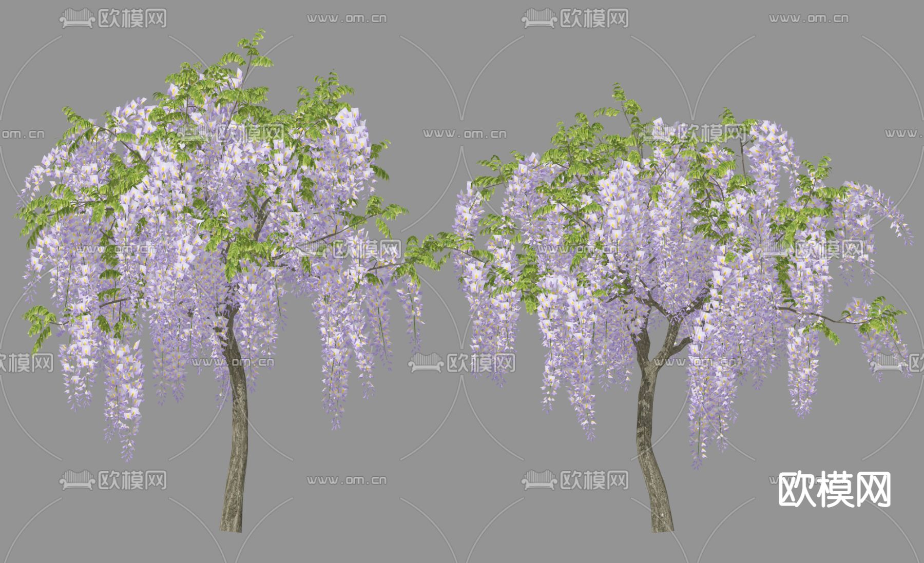 紫藤花树 景观树 树木su模型