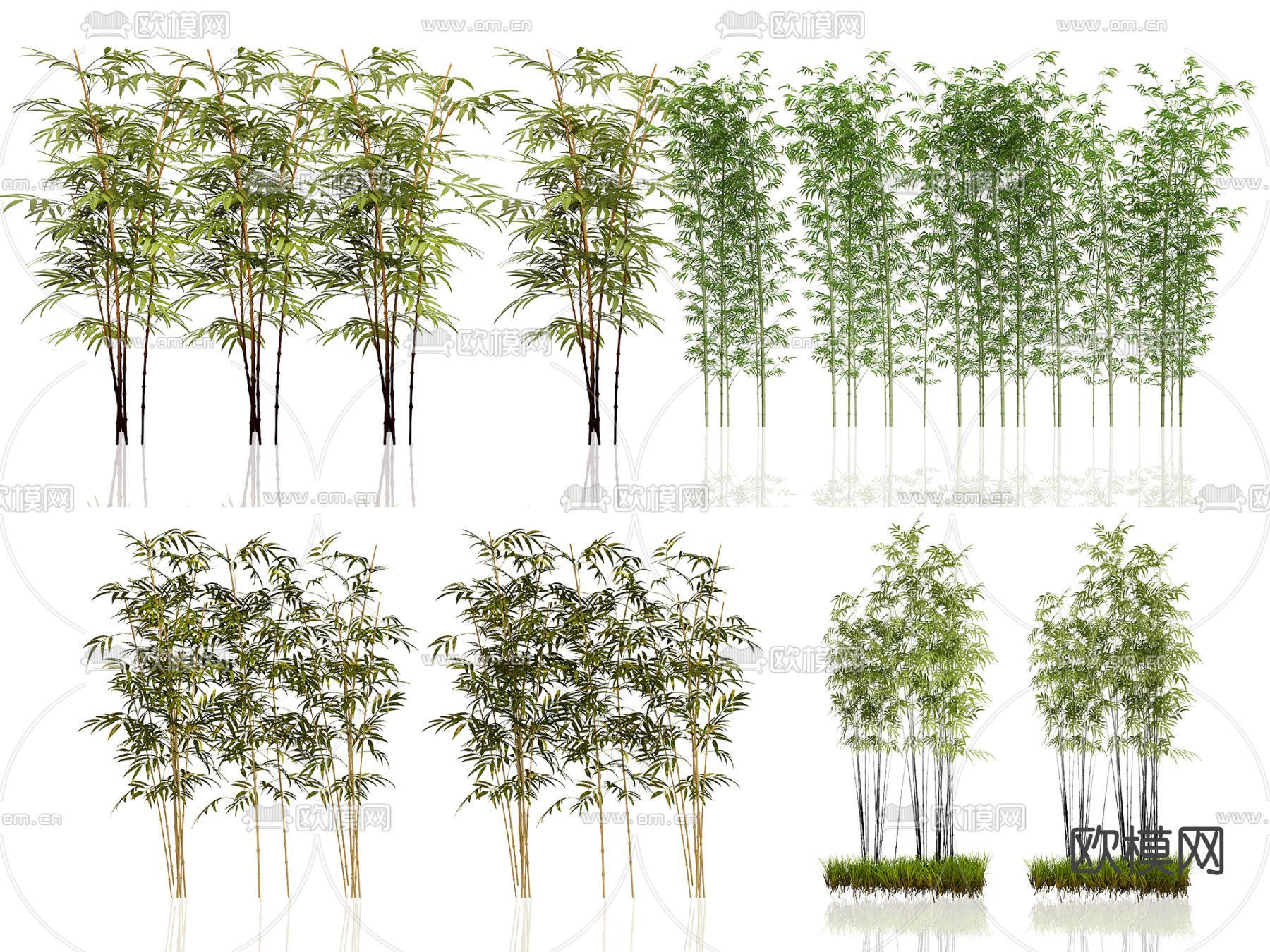 竹子 紫竹 斑竹 罗汉竹3d模型下载