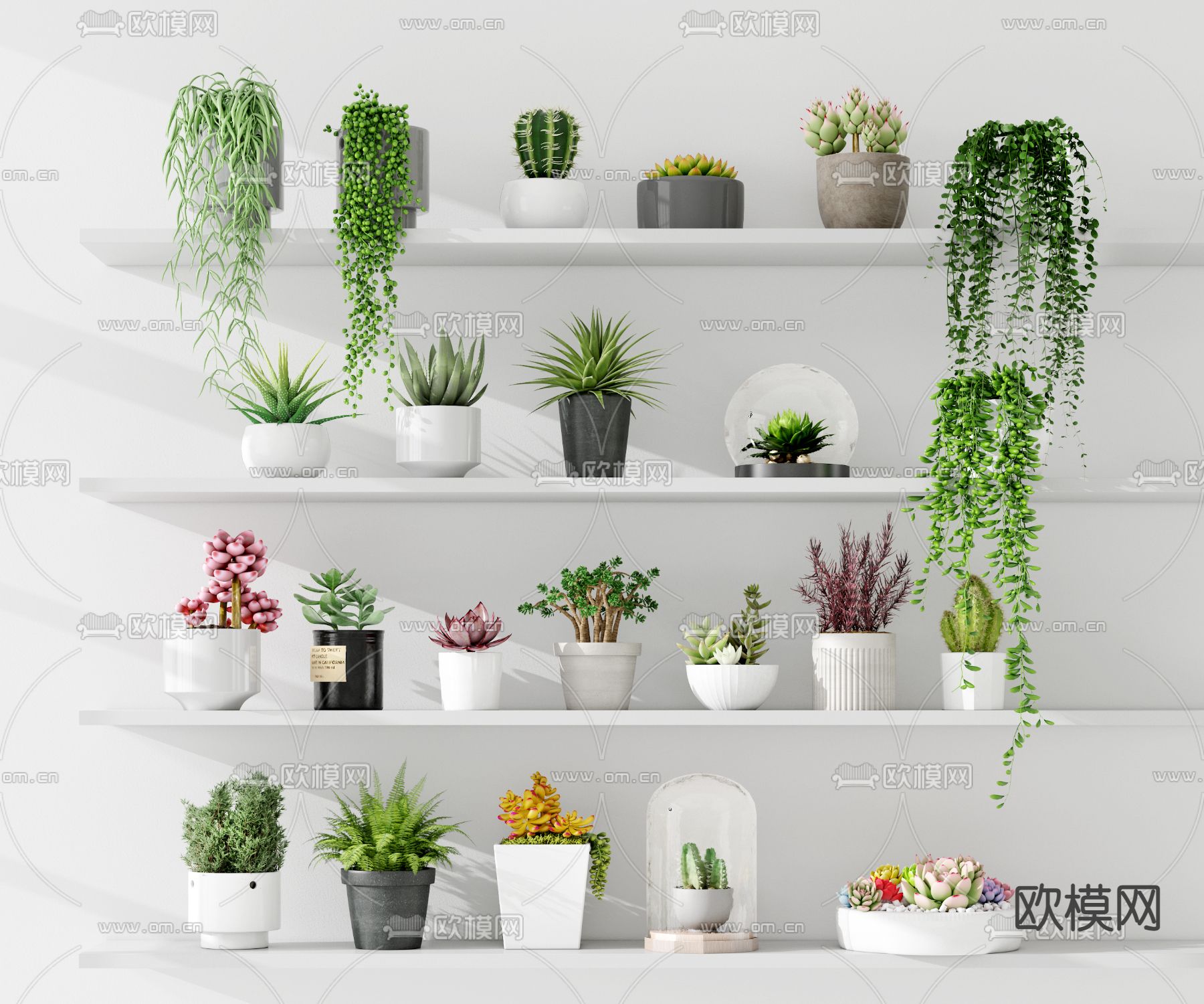 多肉盆栽 绿植盆景3d模型下载