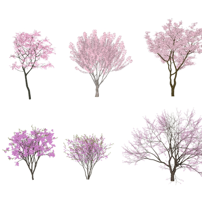  樱花树su模型 