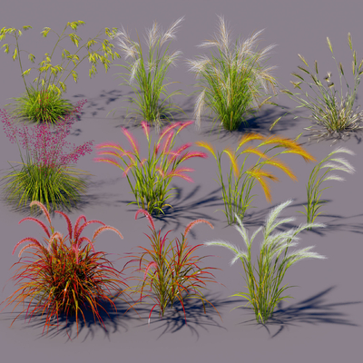  狗尾草 芦苇 花草su模型 