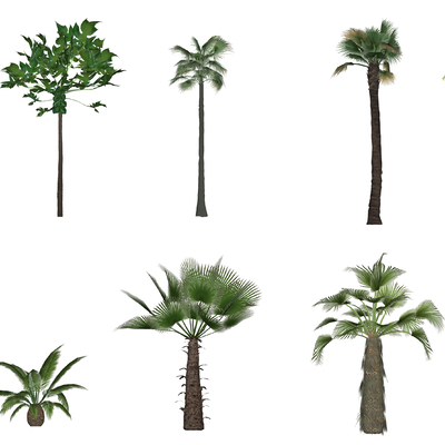 现代棕榈树su模型 
