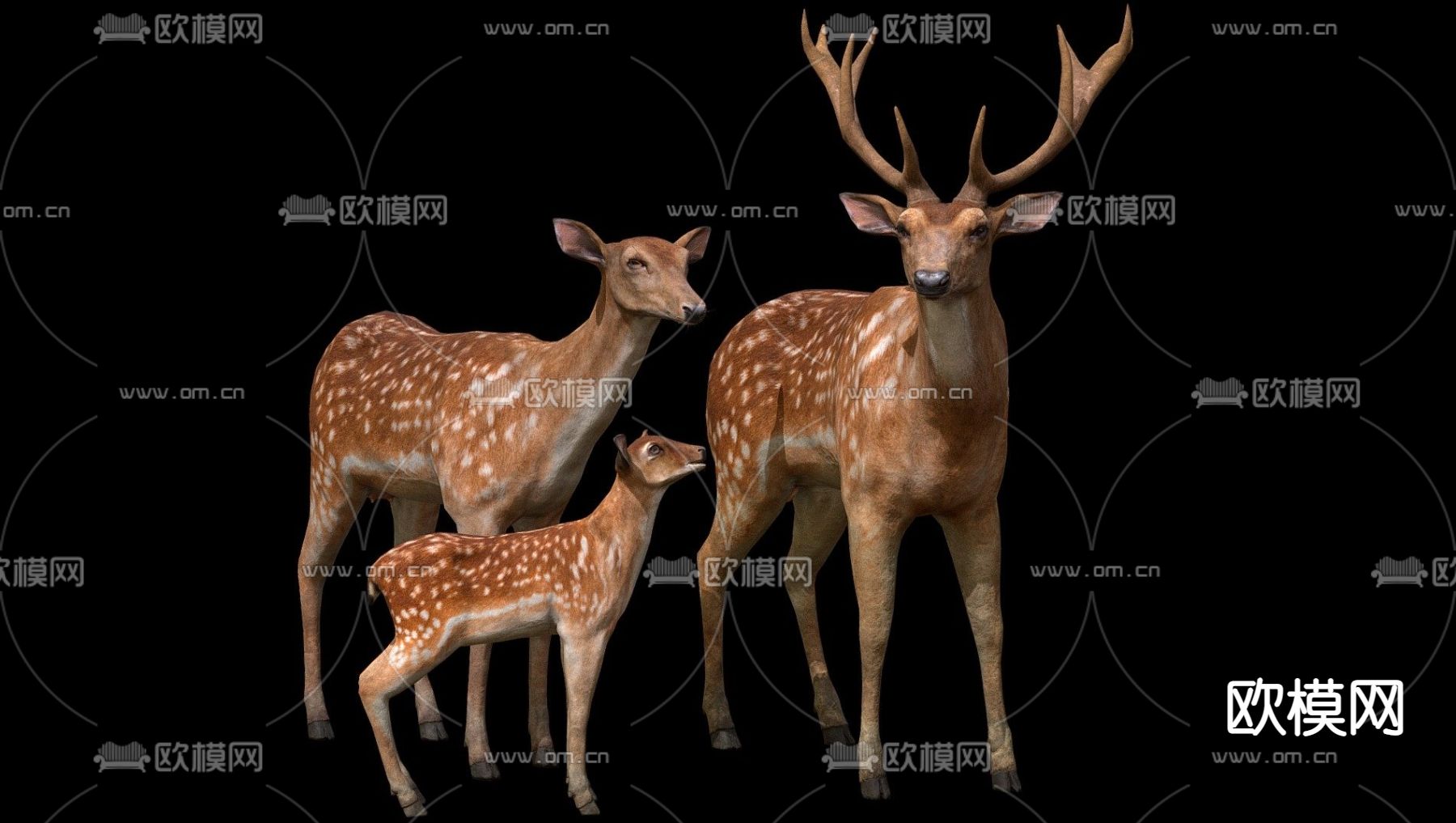 现代梅花鹿3d模型下载