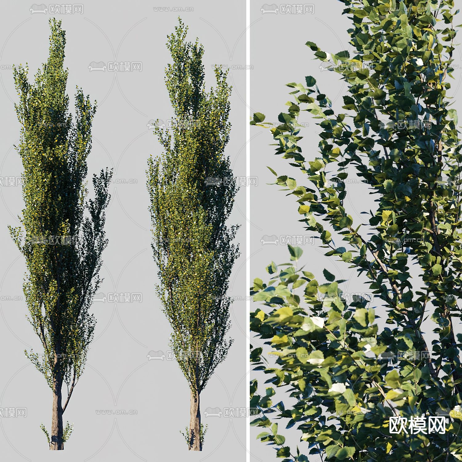 杨树 景观树3d模型下载