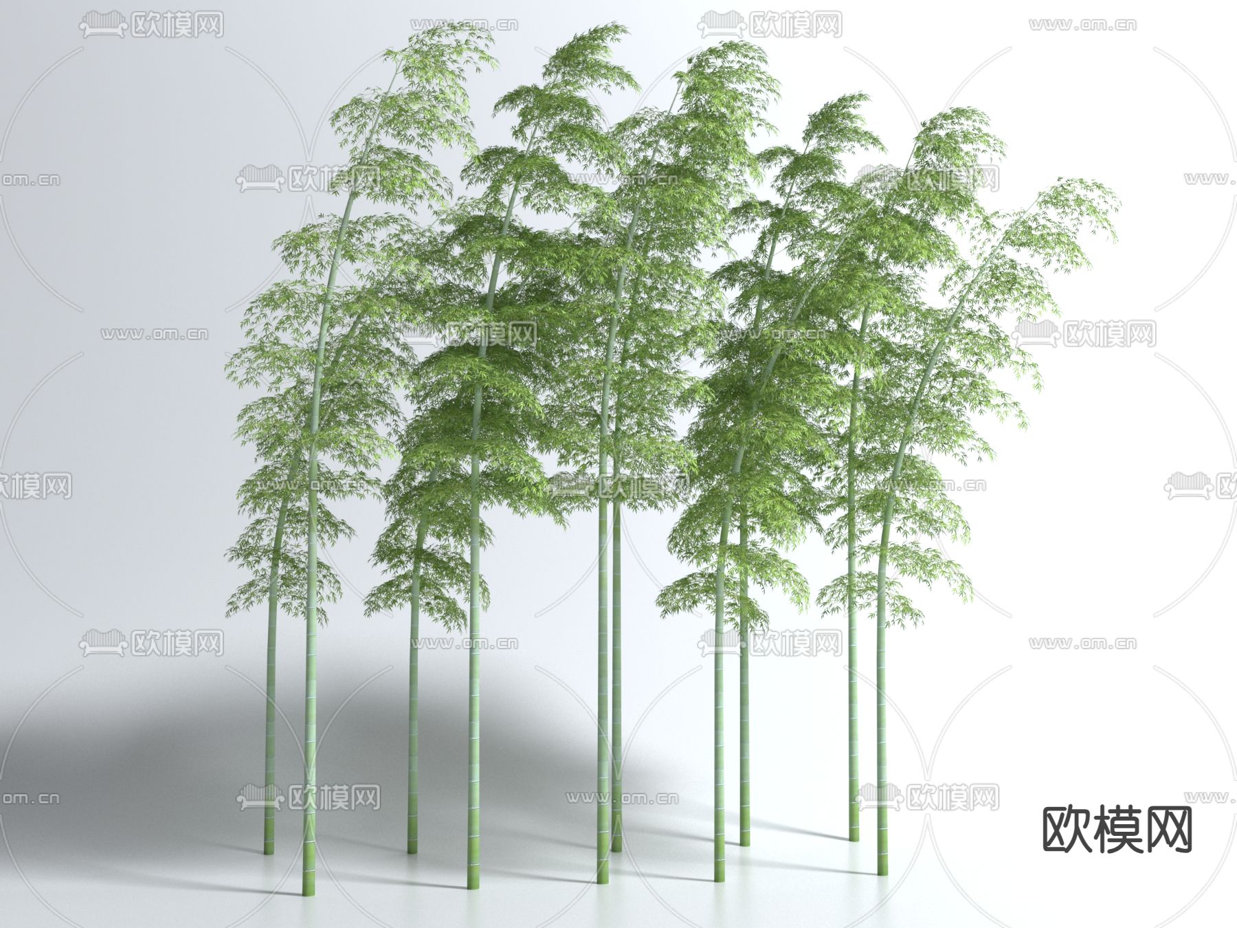 竹子 绿植 景观树3d模型下载