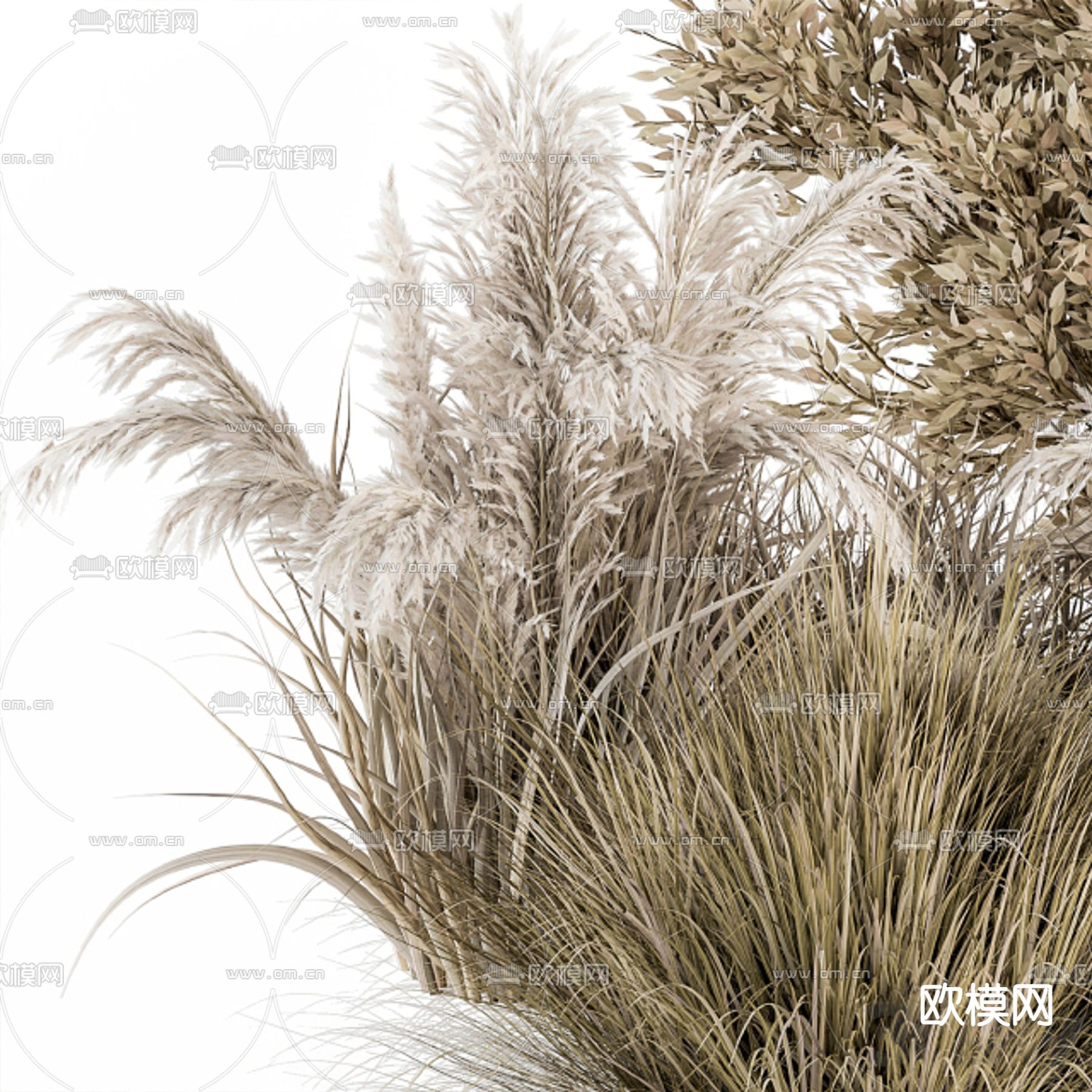 芦苇 植物堆3d模型下载（渲染图3）