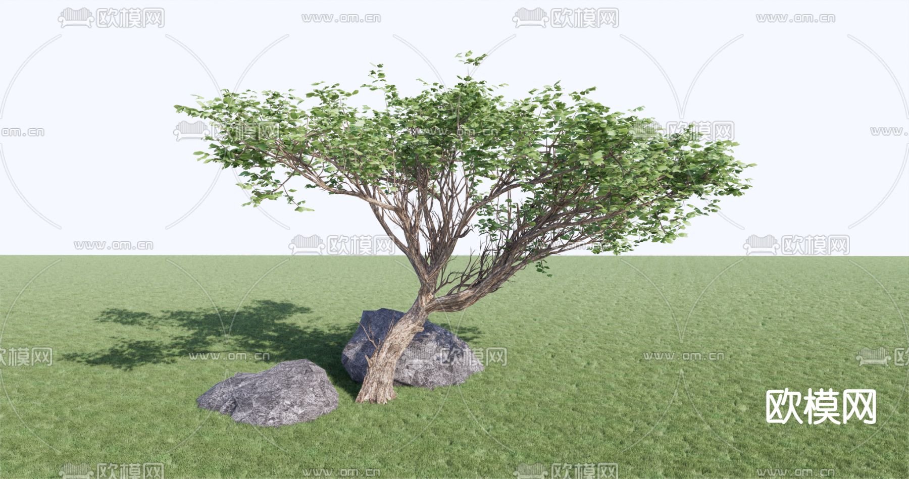乔木su模型