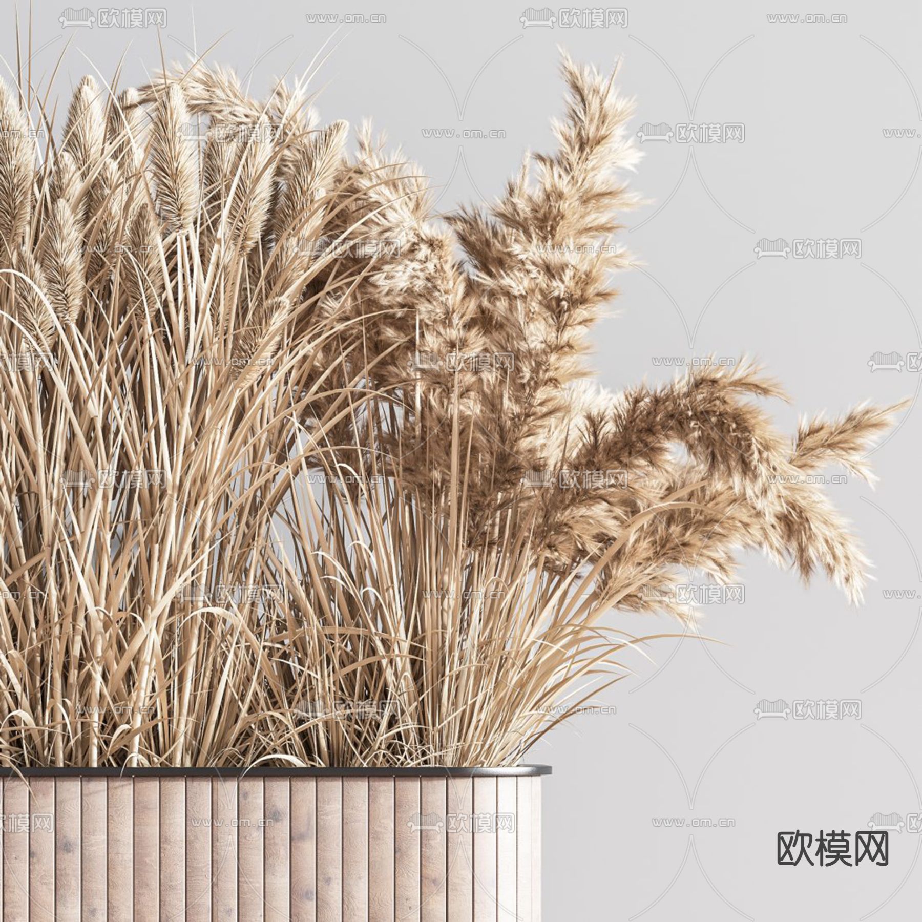 芦苇 干花 花箱 花坛3d模型下载（渲染图4）