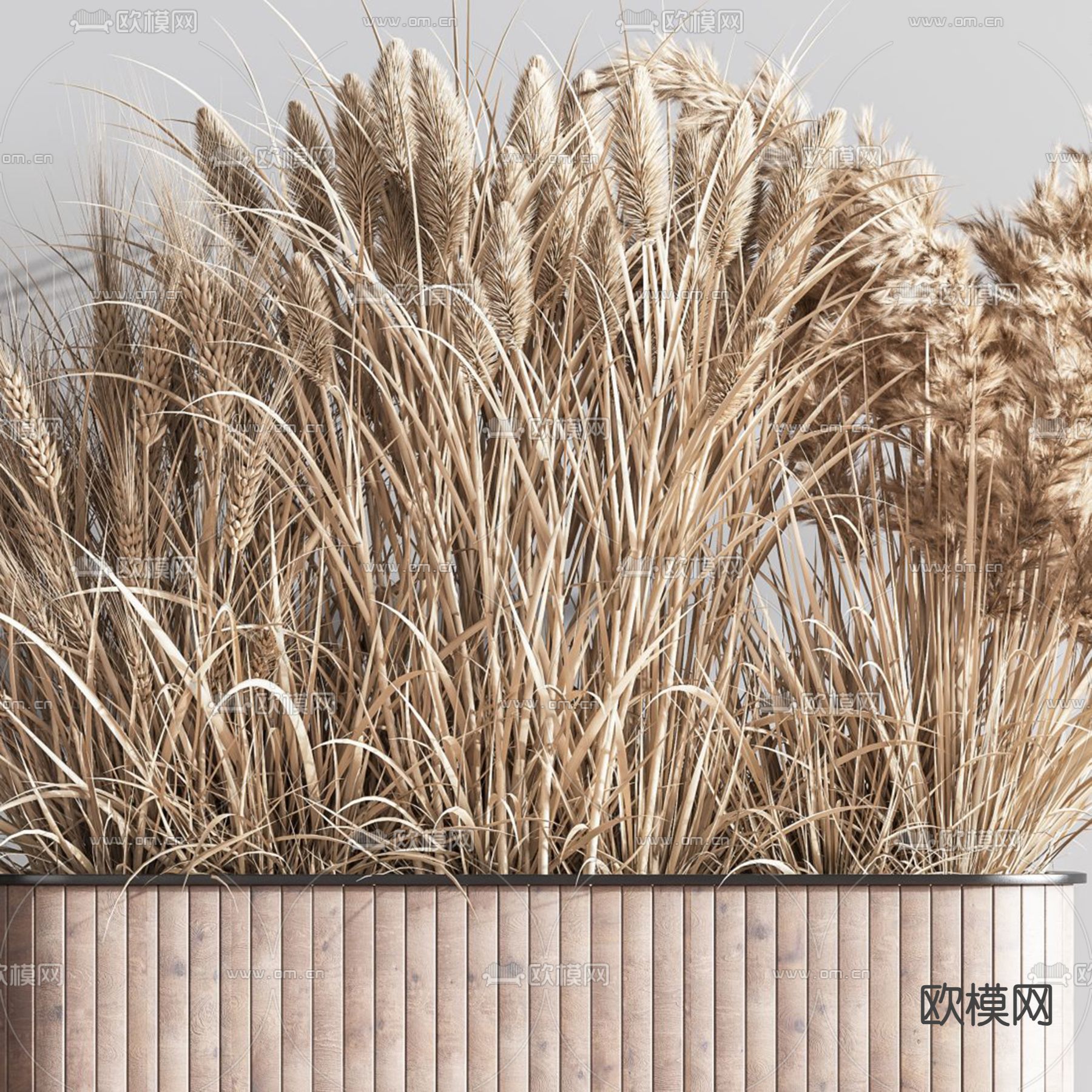 芦苇 干花 花箱 花坛3d模型下载（渲染图5）