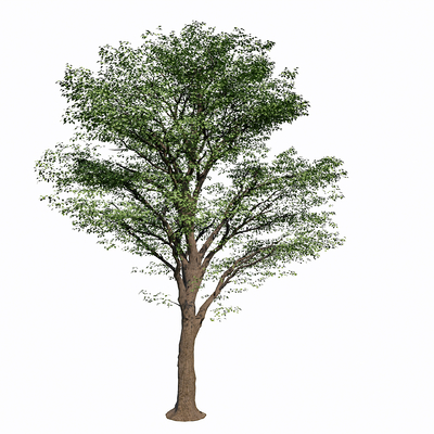  乔木 樟树 行道树su模型 