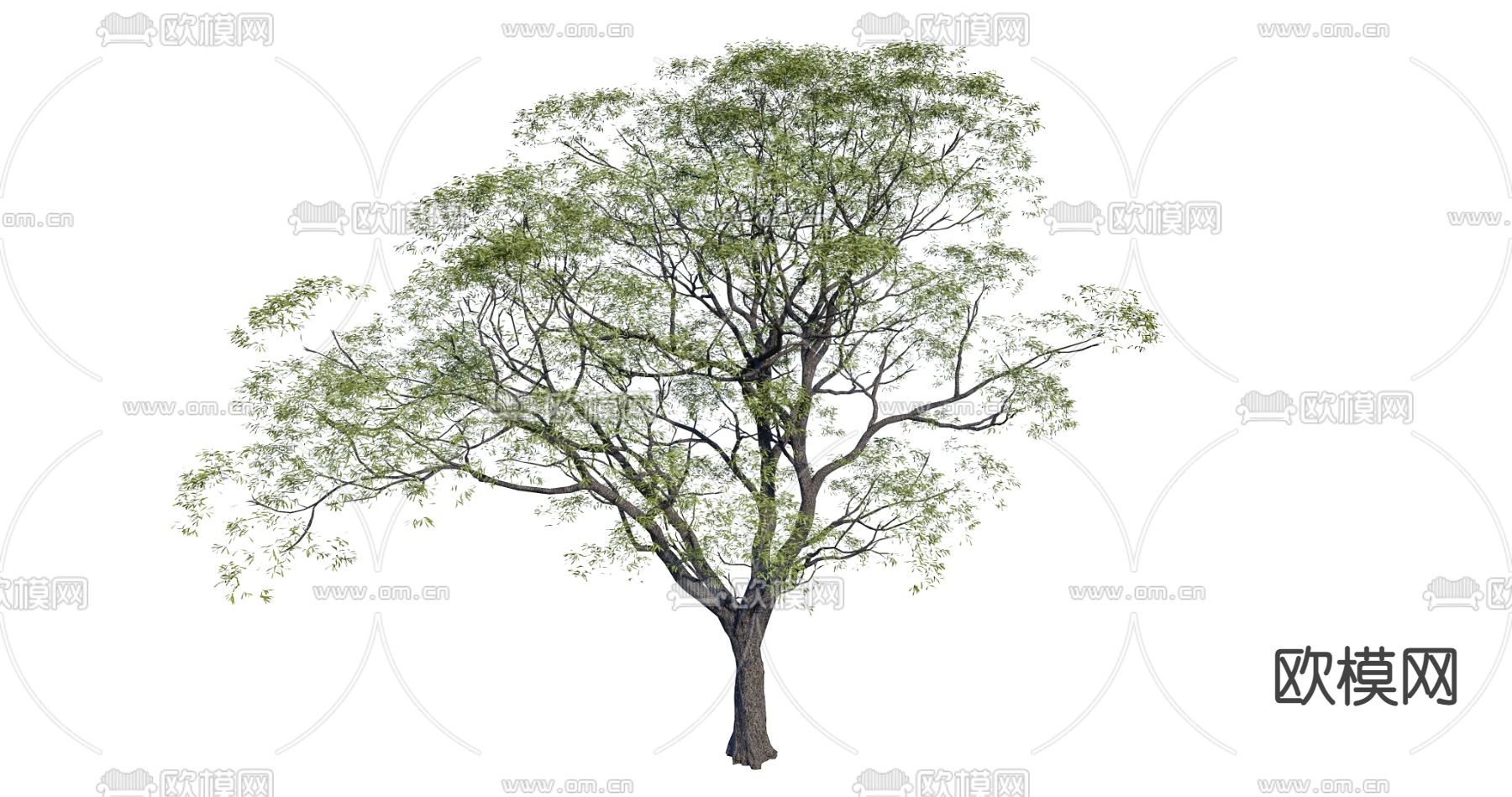 乔木 槐树 景观树su模型下载（渲染图2）