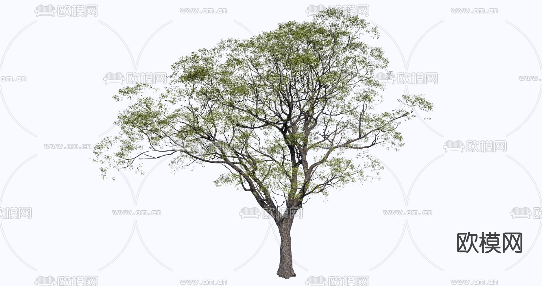乔木 槐树 景观树su模型下载（渲染图1）