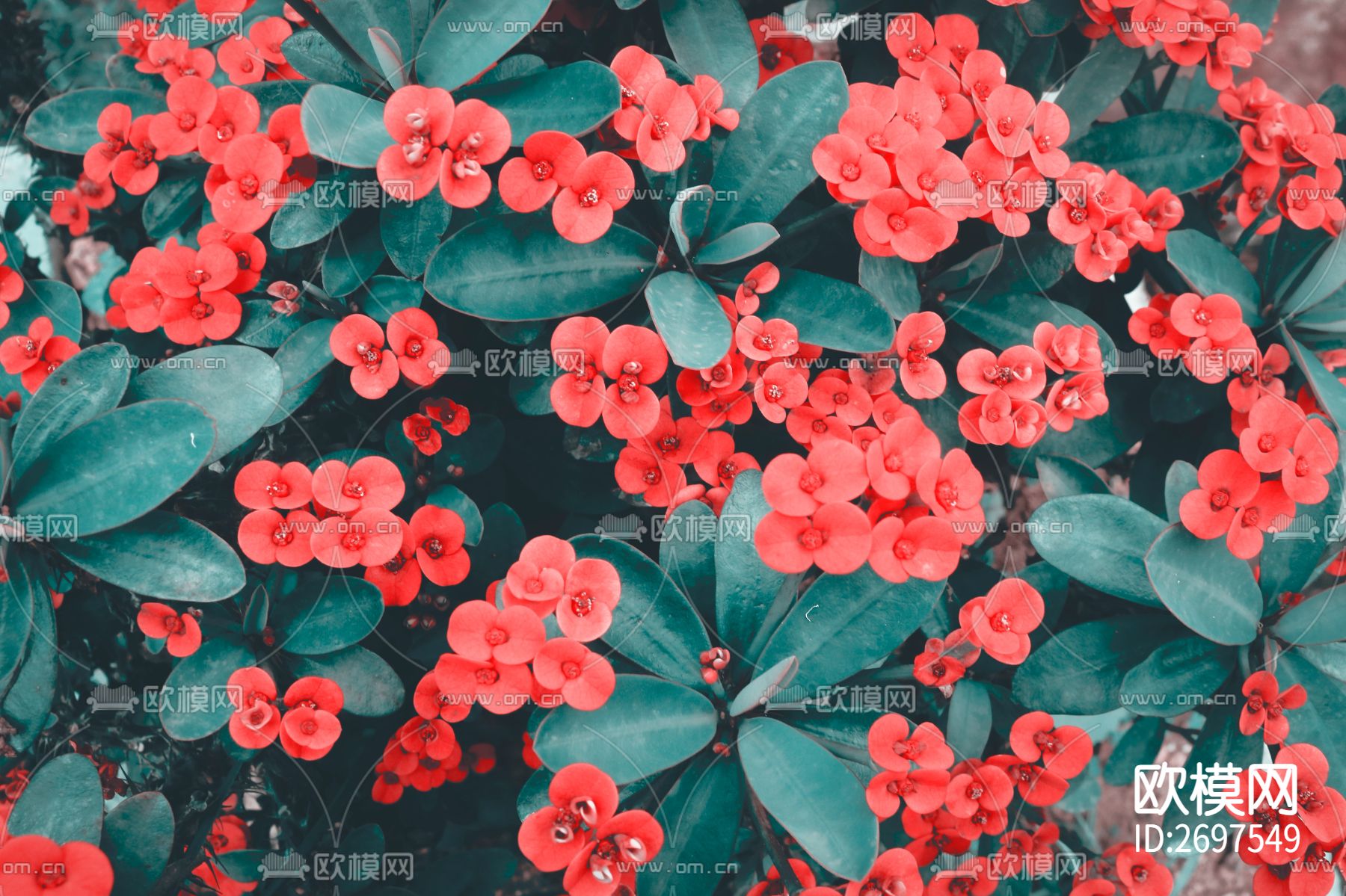 植物贴图