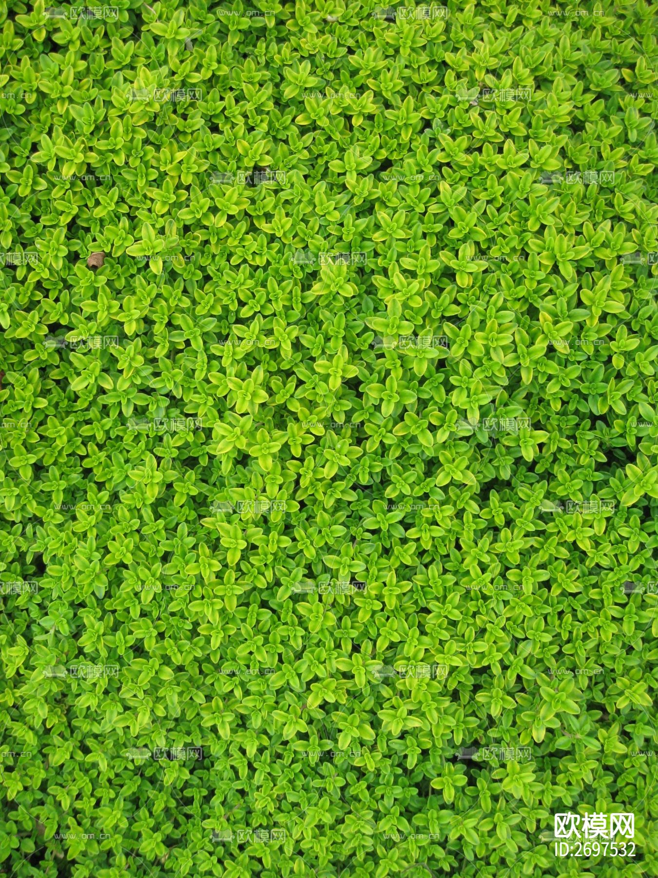 植物贴图
