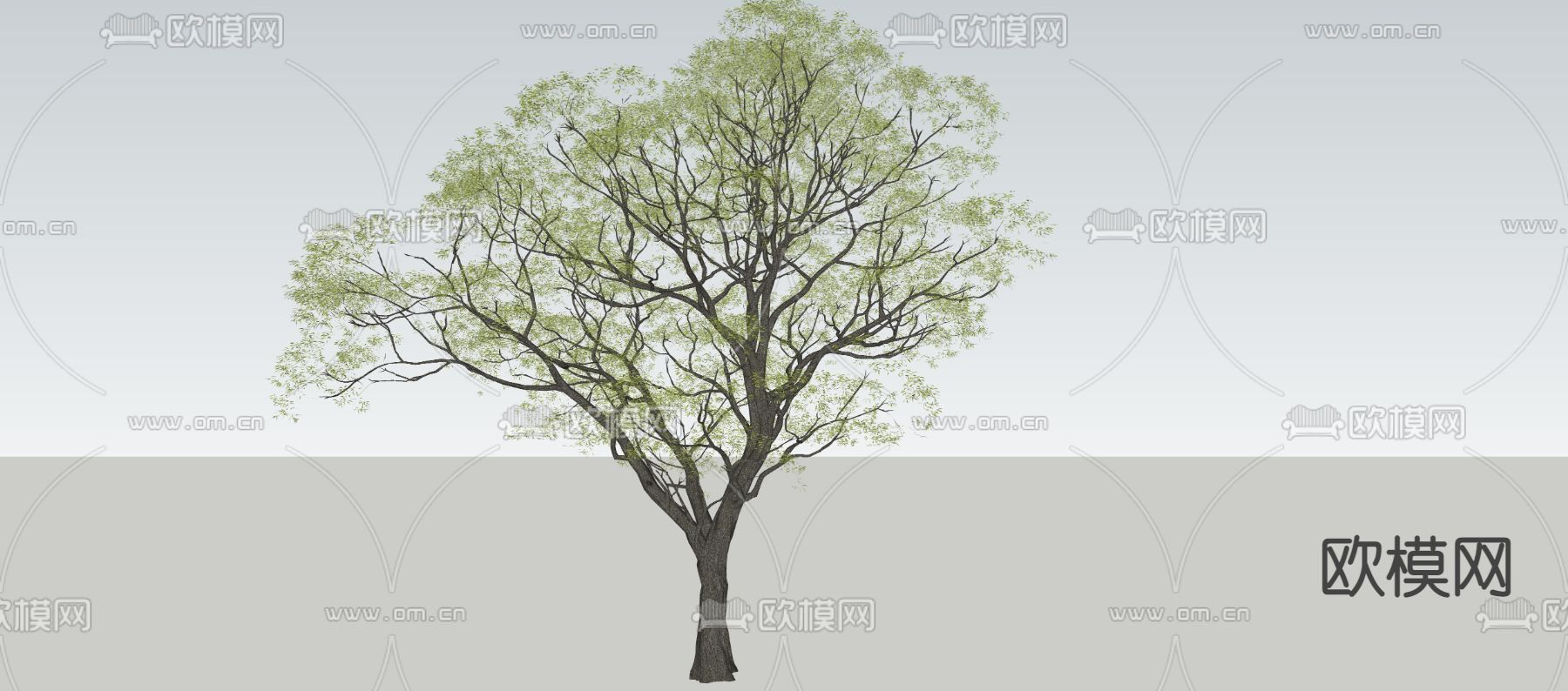乔木 槐树 景观树su模型下载（渲染图3）