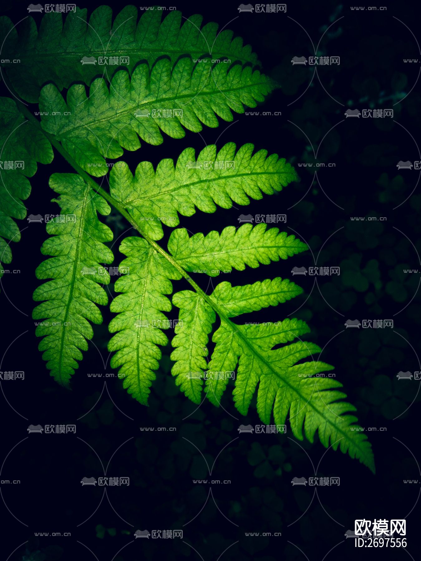 植物墙纸贴图