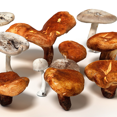  蘑菇 香菇su模型 