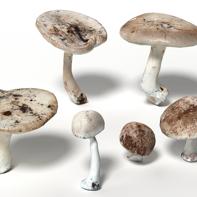  蘑菇 香菇su模型 