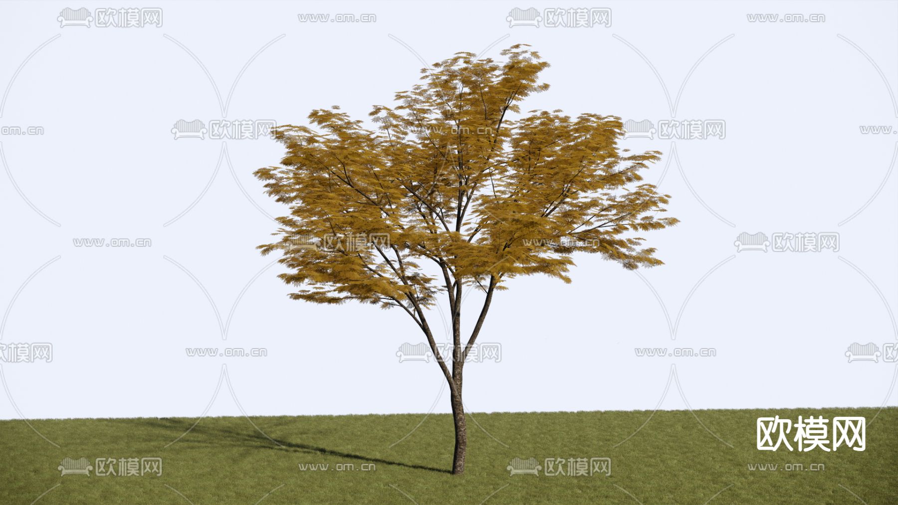 乔木 枫树su模型下载（渲染图1）