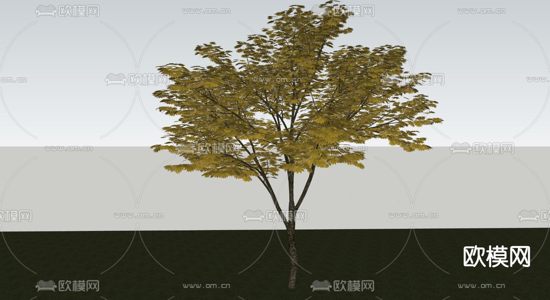 乔木 枫树su模型下载（渲染图2）