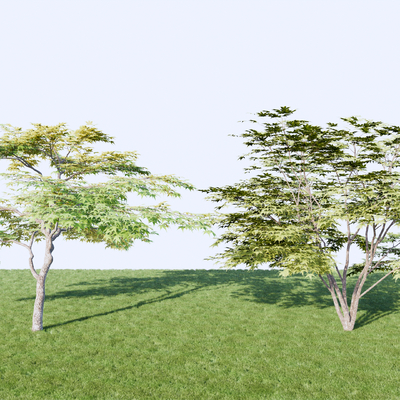  枫树 红枫su模型 