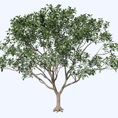  桂花树 景观树 树木su模型 