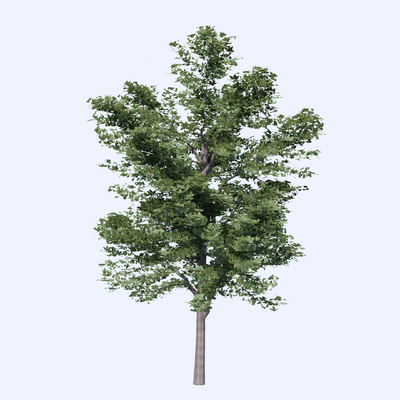  景观树 树木 大树su模型 