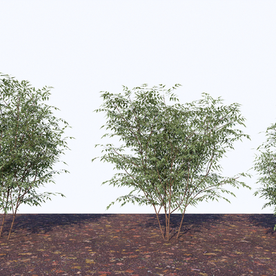 新中式竹林 竹子su模型