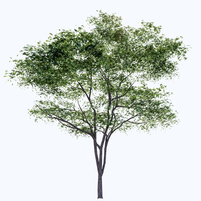 景观树 树木 大树su模型