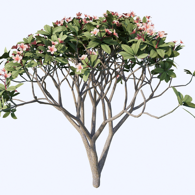 鸡蛋花树 景观树 树木su模型