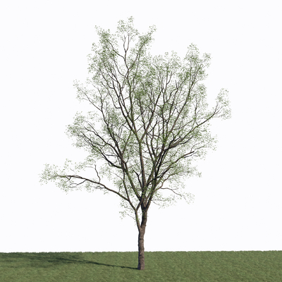 景观树 树木 大树su模型