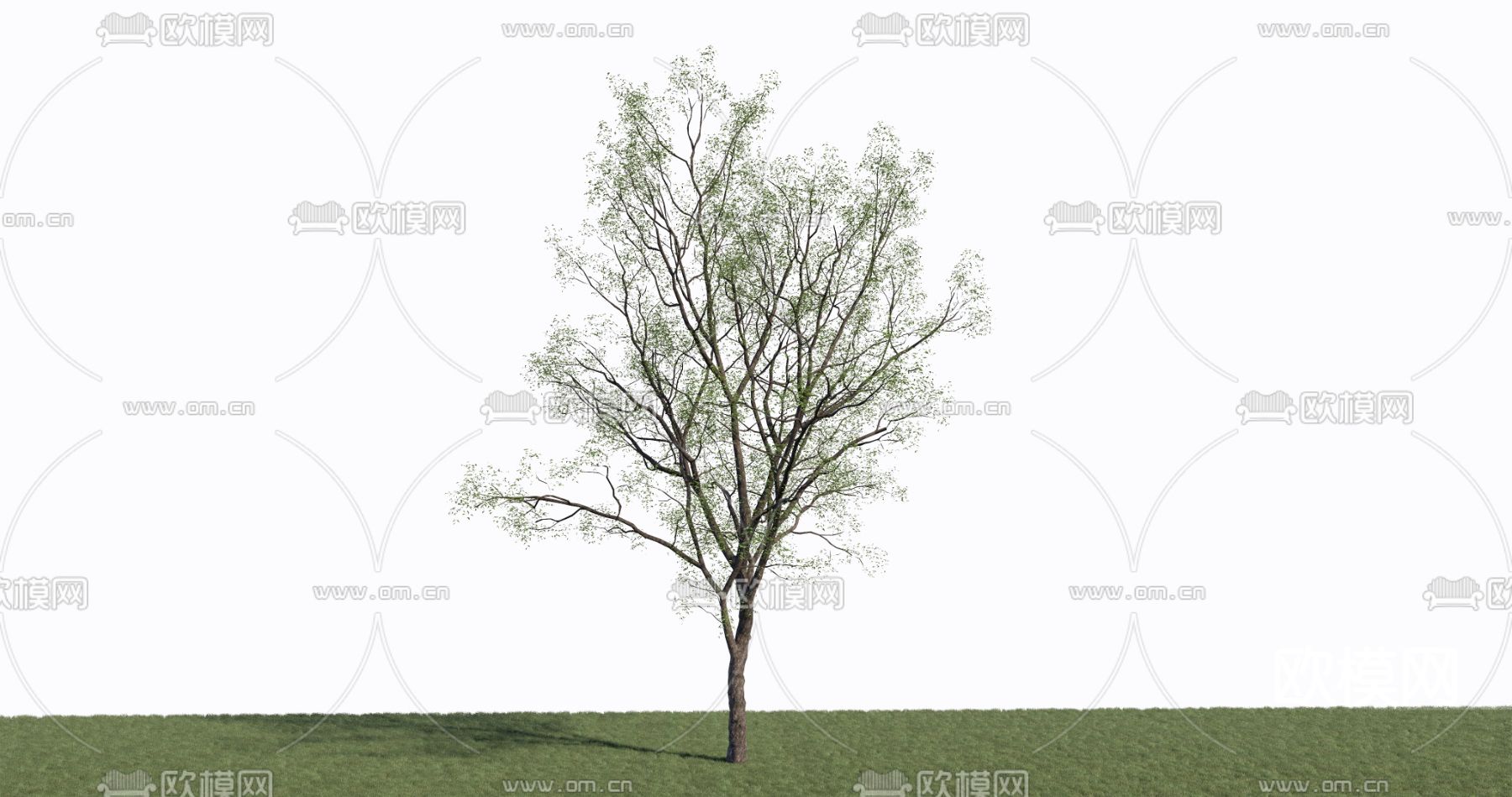 景观树 树木 大树su模型