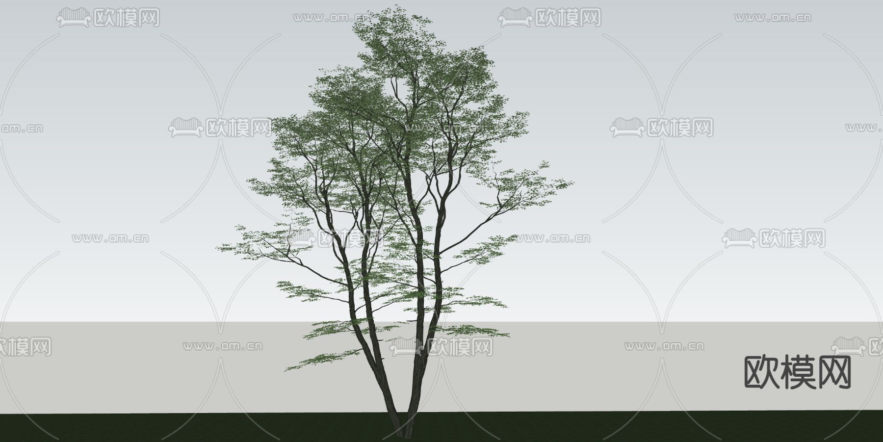 乔木 朴树su模型下载（渲染图2）