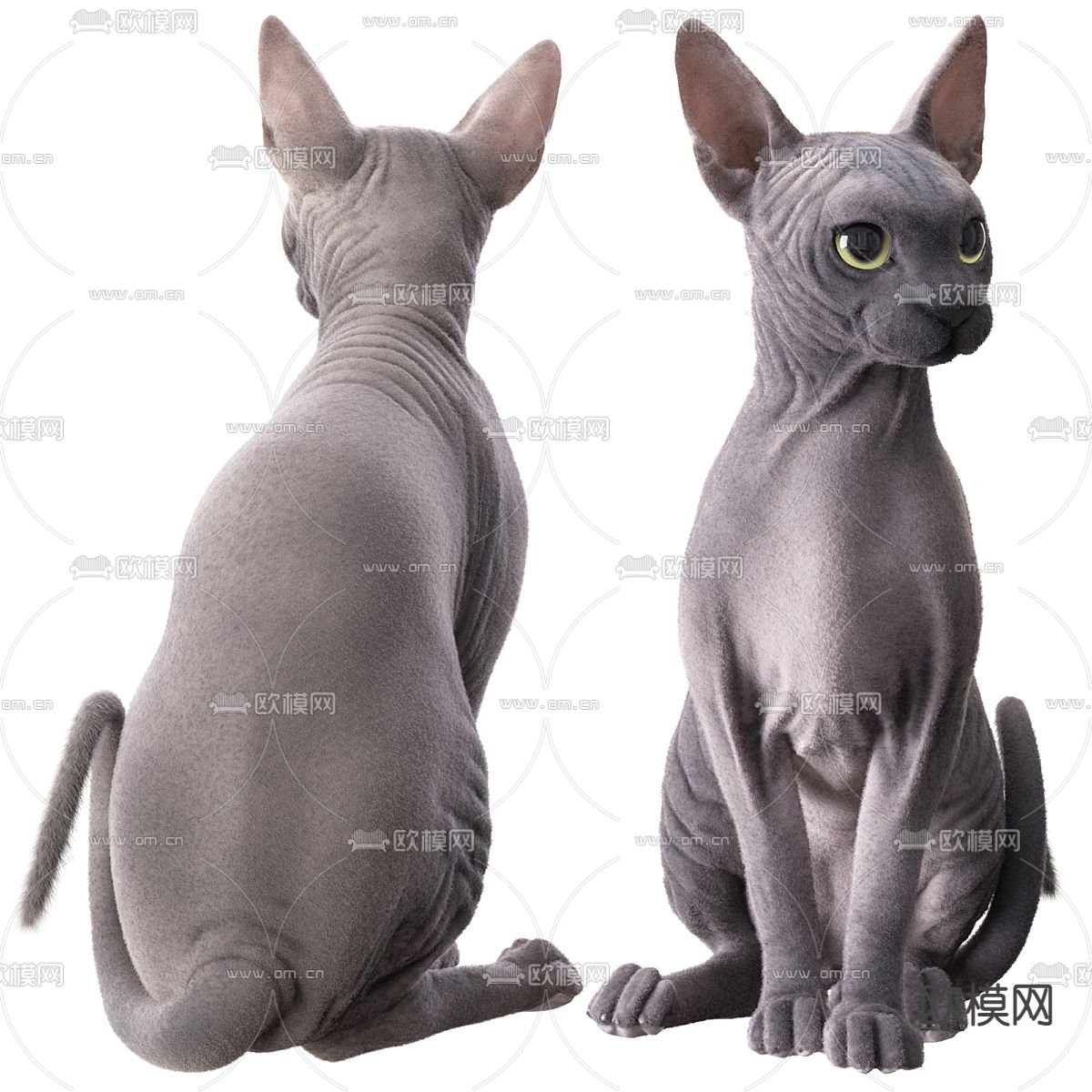 无毛猫 宠物猫3d模型下载（渲染图2）