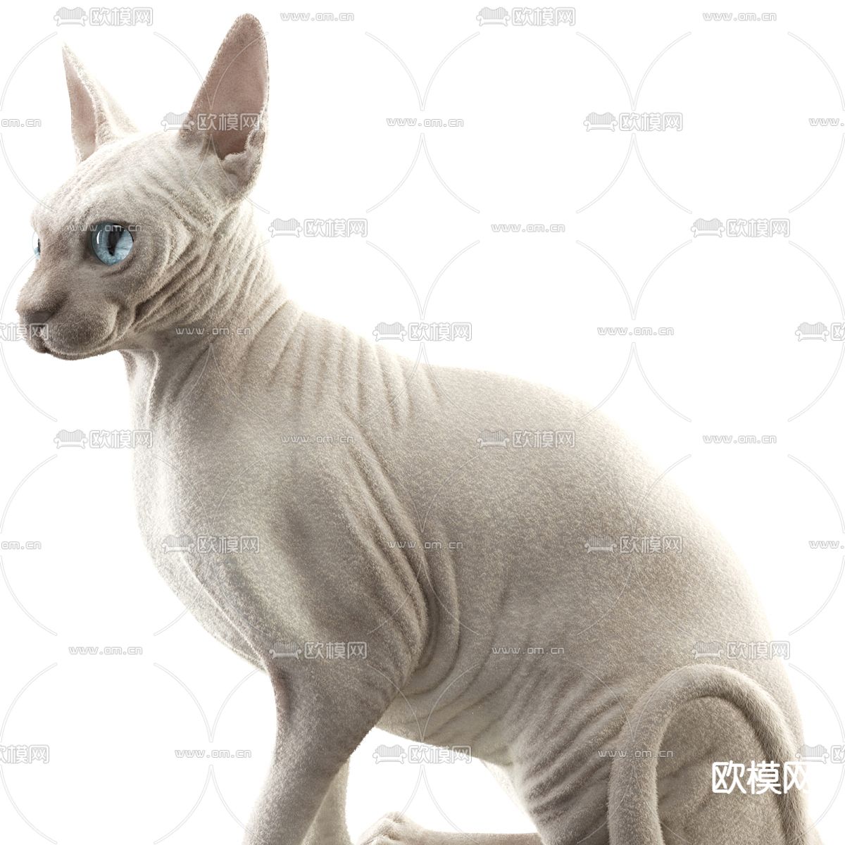 无毛猫 宠物猫3d模型下载（渲染图3）