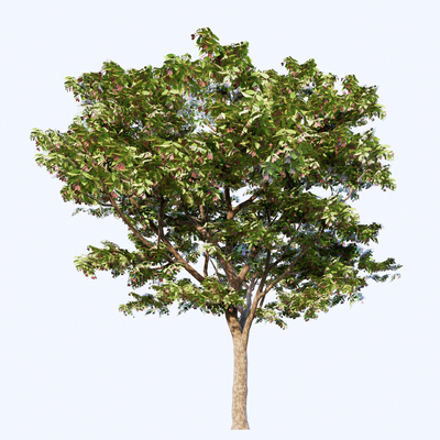  乔木 樟树 香樟su模型 