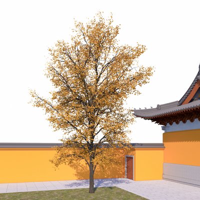 乔木银杏树su模型
