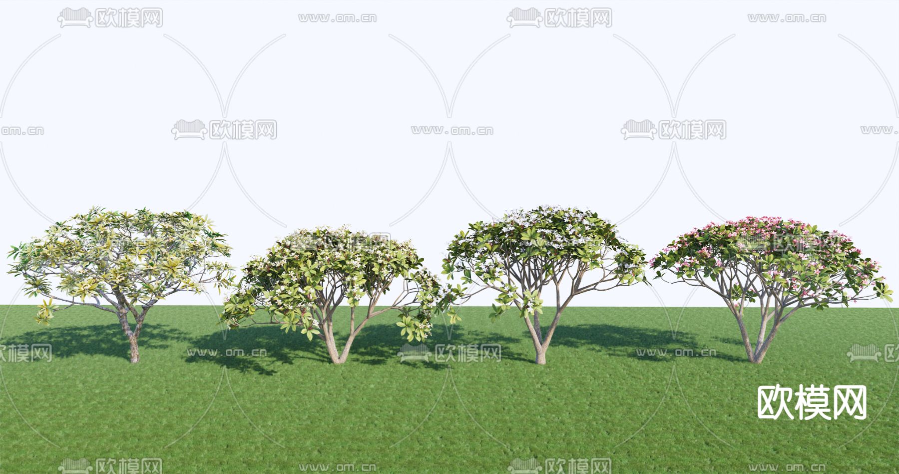 鸡蛋花su模型下载（渲染图1）