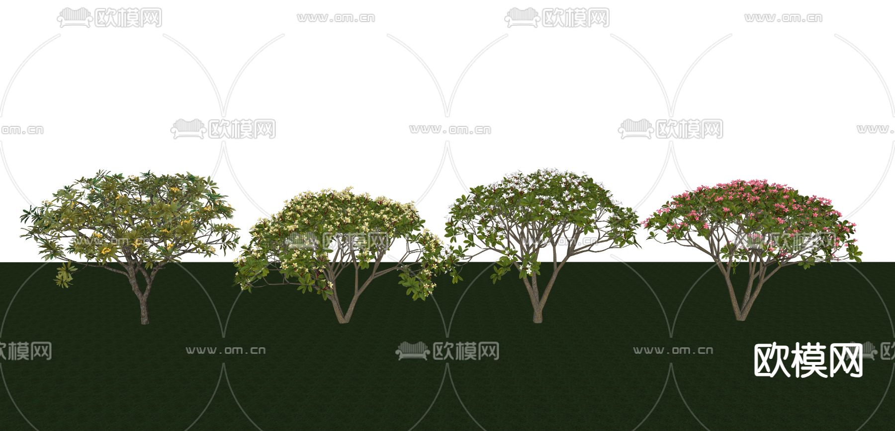 鸡蛋花su模型下载（渲染图2）