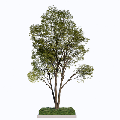  乔木 朴树su模型 