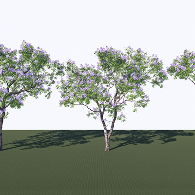  乔木 行道树 景观树su模型 